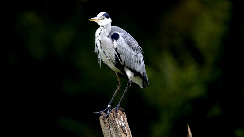 A heron stands on a perch in Bushy Park, south west London, Wednesday, Oct. 13, 2021. (AP Photo/Matt Dunham)