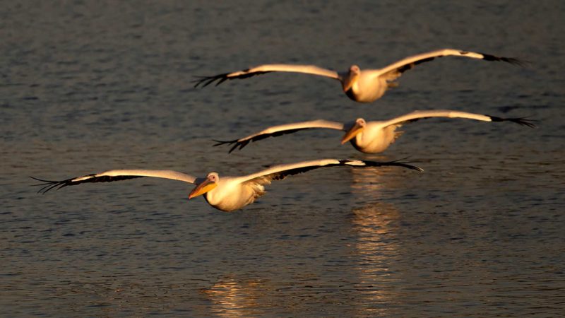 Great White Pelicans fish in the Mishmar HaSharon reservoir in Hefer Valley, Israel, Monday, Nov. 8, 2021. Thousands of Pelicans stop in the reservoir for food provided by the Israeli nature reserves authority as they make their way to Africa. (AP Photo/Ariel Schalit)
