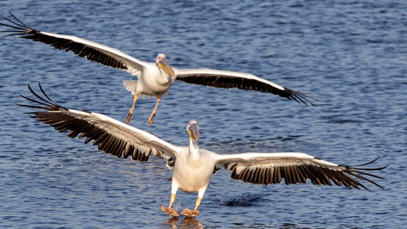 Great White Pelicans fish in Mishmar HaSharon reservoir in Hefer Valley, Israel, Monday, Nov. 8, 2021. Thousands of Pelicans stop in the reservoir for food provided by the Israeli nature reserves authority as they make their way to Africa. (AP Photo/Ariel Schalit)