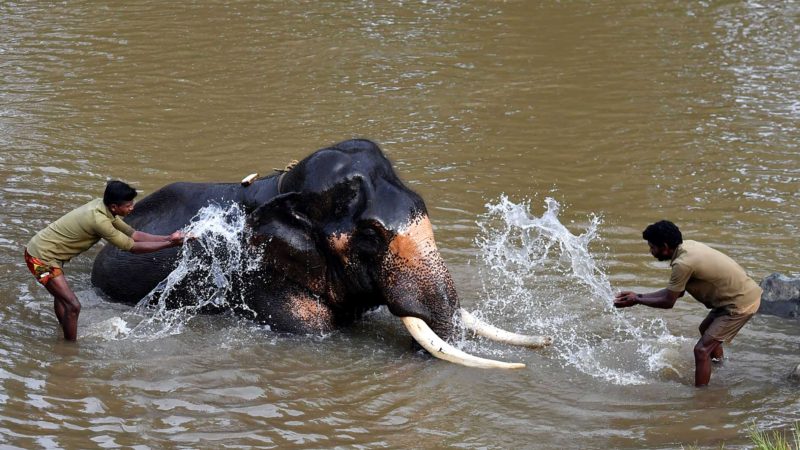 In this photograph taken on September 18, 2021, mahouts bathe an elephant in the Moyar River at the Theppakadu Elephant Camp inside Mudumalai Tiger Reserve, some 35 km from Ooty. - India is home to around 25,000 elephants, according to the Worldwide Fund for Nature -- around 60 percent of the wild Asian elephant population, but human encroachment on their forest homes has put them in conflict with humans. (Photo by Manjunath Kiran / AFP) / TO GO WITH AFP STORY India-environment-animal-elephants by Laurence THOMANN
