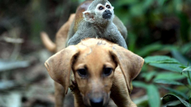 A squirrel monkey (Saimiri sciureus) rides on a dog at a Nukak indigenous people campsite in El Retorno, near San Jose de Guaviare in Colombia, on November 5, 2021. - The Nukak are one of the last contacted nomadic indigenous communities in the Colombian Amazon. (Photo by Raul ARBOLEDA / AFP)