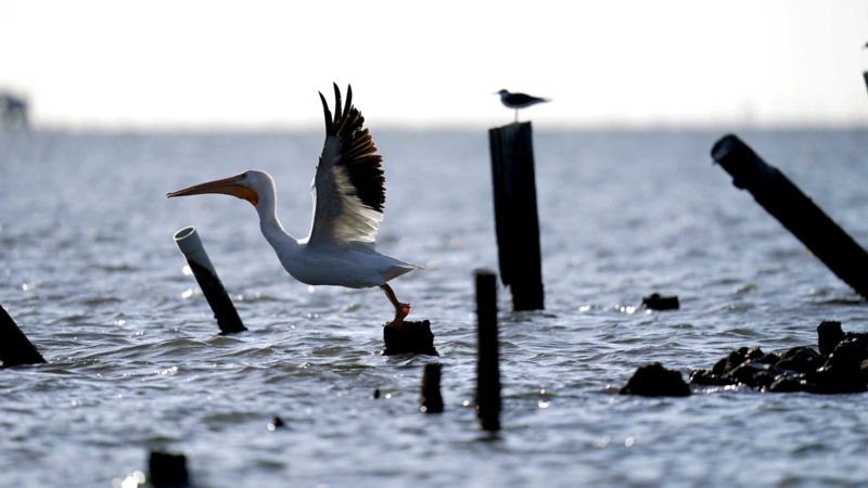 A white pelican flies off a piling in open water where camps once stood on solid ground in Bay Adam in Plaquemines Parish, La., Wednesday, Nov. 3, 2021. World leaders are gathered in Scotland at a United Nations climate summit, known as COP26, to push nations to ratchet up their efforts to curb climate change. Experts say the amount of energy unleashed by planetary warming would melt much of the planet's ice, raise global sea levels and greatly increase the likelihood and extreme weather events. (AP Photo/Gerald Herbert)