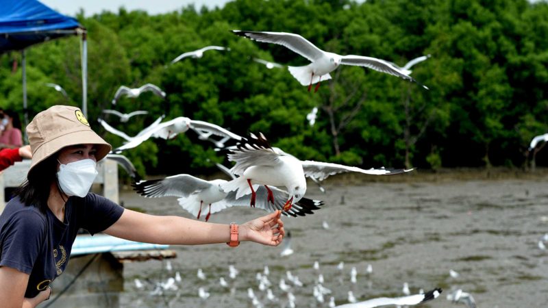 (211106) -- SAMUT PRAKAN (THAILAND), Nov. 6, 2021 (Xinhua) -- A woman feeds a gull at Bang Pu in Samut Prakan province, Thailand, on Nov. 6, 2021. Thailand on Nov. 1 reopened to vaccinated visitors from more than 60 countries and regions amid efforts to revive its pandemic-battered economy. (Xinhua/Rachen Sageamsak)