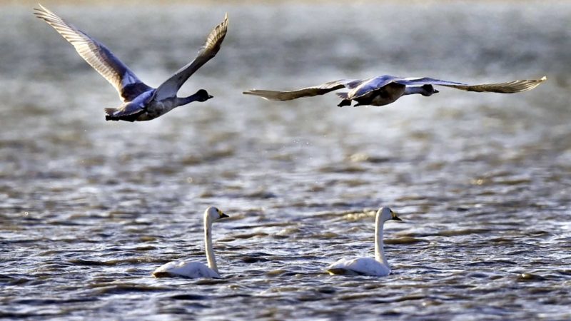 YULIN, Nov. 1, 2021 (Xinhua) -- Swans are seen at the Hekou Reservoir wetland in Yulin, northwest China's Shaanxi Province, Oct. 30, 2021. To the south of the Maowusu Desert, the Yuyang District has witnessed improvement in eco-environment thanks to decades of afforestation efforts. (Xinhua/Tao Ming)