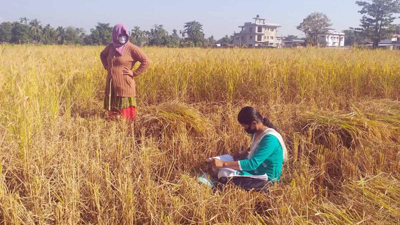 धान खेतमै पुगेर जनगणना