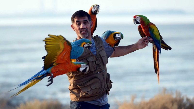 CAPITAL GOVERNORATE, Nov. 16, 2021 (Xinhua) -- A man trains parrots during a training show in Capital Governorate, Kuwait, Nov. 15, 2021. (Photo by Asad/Xinhua)