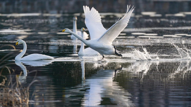 Swans are pictured on the Qingshui river in Miyun District of Beijing, capital of China, Dec. 7, 2021. (Xinhua/RSS)