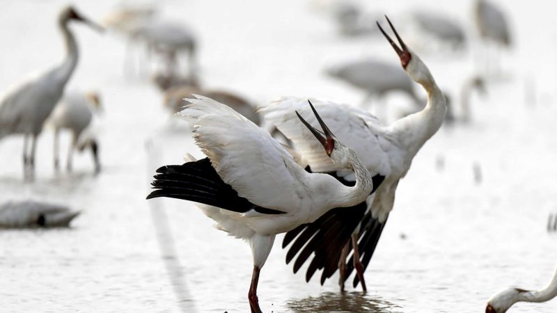 (211209) -- NANCHANG, Dec. 9, 2021 (Xinhua) -- White cranes are seen at the Wuxing white crane conservation area by the Poyang Lake in Nanchang, east China's Jiangxi Province, Dec. 8, 2021. Numerous migratory birds including white cranes and swans have arrived in the wetland by the Poyang Lake, taking it as their winter habitat. (Xinhua/Zhou Mi)