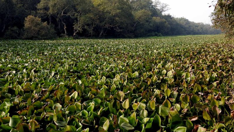 प्यारातालको जलकुम्भी हटाउन भारतीय पक्षको अवरोध