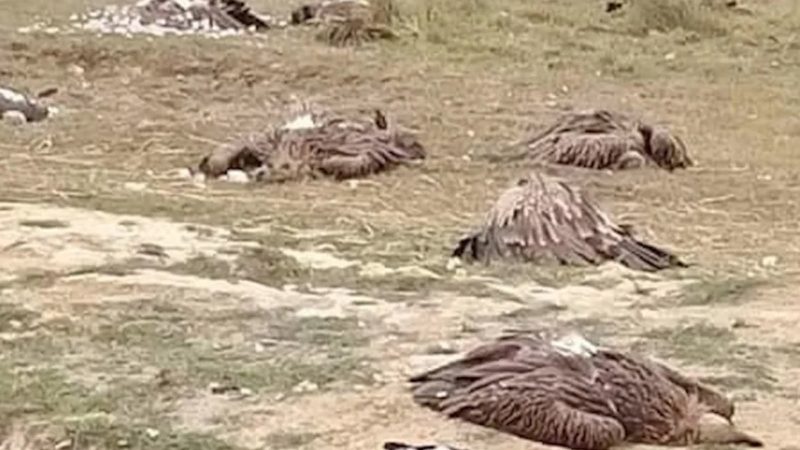 करेन्ट लागेर गिद्ध मरे