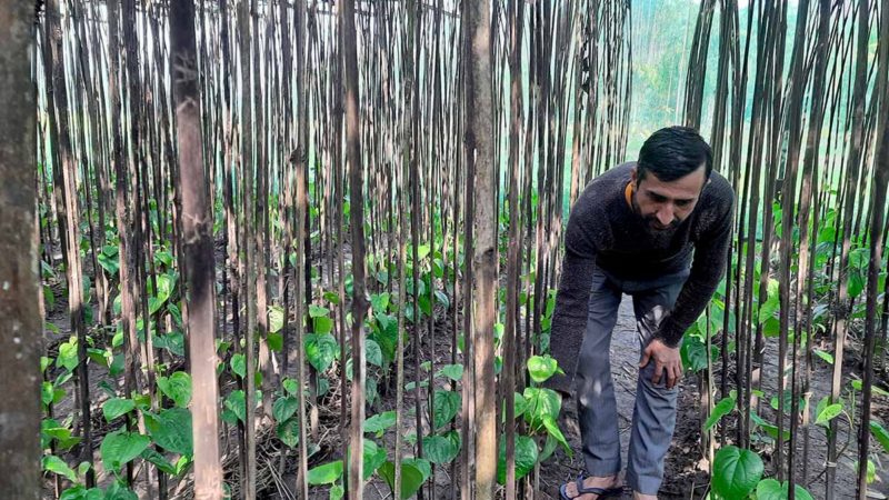 पानखेती : १५ वर्षसम्म दर्बिलो आम्दानी