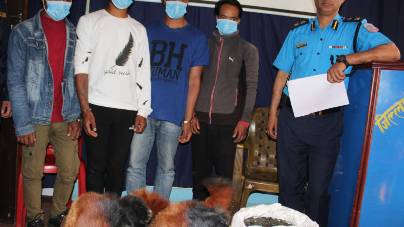 रेडपाण्डाको छालासहित नेपालगंजमा चारजना पक्राउ