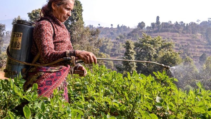 लघुवित्त वित्तीय संस्थाको जोखिमः कर्जामा ९७ प्रतिशत महिला