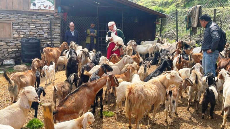बाँझो जग्गा सदुपयोग गरी बाख्रापालन